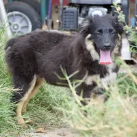 Diamond #1, a male Miniature Australian Shepherd for sale in Dunnellon, FL – Photo 1 of 2