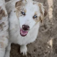 Mojo #7, a female Australian Shepherd for sale in Dunnellon, FL – Photo 2 of 7