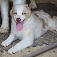 Mojo #7, a female Australian Shepherd for sale in Dunnellon, FL – Photo 3 of 7