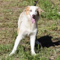 Mojo #7, a female Australian Shepherd for sale in Dunnellon, FL – Photo 1 of 7