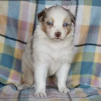 Mojo #7, a female Australian Shepherd for sale in Dunnellon, FL – Photo 7 of 7