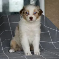 Mojo #7, a female Australian Shepherd for sale in Dunnellon, FL – Photo 6 of 7