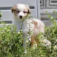 Mojo #7, a female Australian Shepherd for sale in Dunnellon, FL – Photo 5 of 7