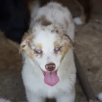 Mojo #7, a female Australian Shepherd for sale in Dunnellon, FL – Photo 4 of 7