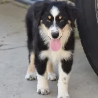 Meatball #4, a female Australian Shepherd for sale in Dunnellon, FL – Photo 5 of 9