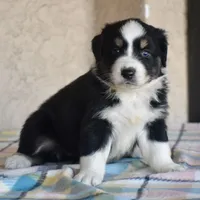 Meatball #4, a female Australian Shepherd for sale in Dunnellon, FL – Photo 8 of 9