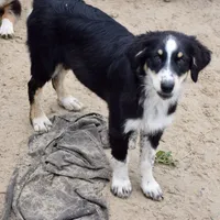 Meatball #4, a female Australian Shepherd for sale in Dunnellon, FL – Photo 3 of 9