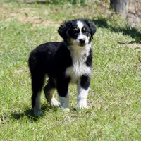 Meatball #4, a female Australian Shepherd for sale in Dunnellon, FL – Photo 6 of 9