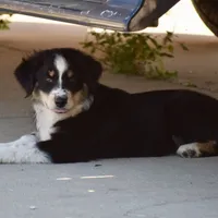 Meatball #4, a female Australian Shepherd for sale in Dunnellon, FL – Photo 9 of 9