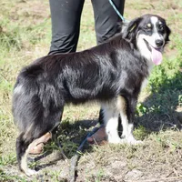 Meatball #4, a female Australian Shepherd for sale in Dunnellon, FL – Photo 1 of 9