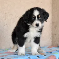 Meatball #4, a female Australian Shepherd for sale in Dunnellon, FL – Photo 7 of 9