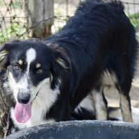 Meatball #4, a female Australian Shepherd for sale in Dunnellon, FL – Photo 2 of 9