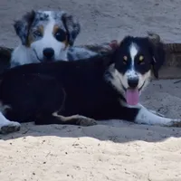 Meatball #4, a female Australian Shepherd for sale in Dunnellon, FL – Photo 4 of 9