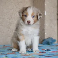 Kora #2, a male Australian Shepherd for sale in Dunnellon, FL – Photo 6 of 8
