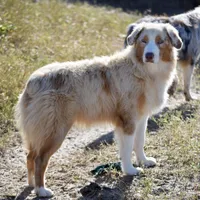 Kora #2, a male Australian Shepherd for sale in Dunnellon, FL – Photo 1 of 8