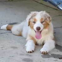 Kora #2, a male Australian Shepherd for sale in Dunnellon, FL – Photo 4 of 8