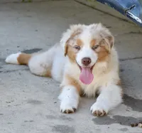 processed/113b97b1-42c4-4ba5-96b6-1186808e2a6a/listing/3a287341-efa9-414d-933b-b07f6e90e6f7/94adc4cc-68e5-4472-9654-142ee2cc25f8