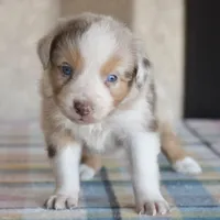 Kora #2, a male Australian Shepherd for sale in Dunnellon, FL – Photo 7 of 8