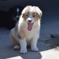 Kora #2, a male Australian Shepherd for sale in Dunnellon, FL – Photo 8 of 8
