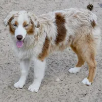 Kora #2, a male Australian Shepherd for sale in Dunnellon, FL – Photo 2 of 8