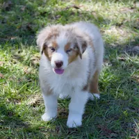 Kora #2, a male Australian Shepherd for sale in Dunnellon, FL – Photo 5 of 8