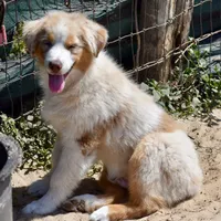 Kora #2, a male Australian Shepherd for sale in Dunnellon, FL – Photo 3 of 8