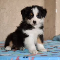 Kora #5, a female Australian Shepherd for sale in Dunnellon, FL – Photo 8 of 9