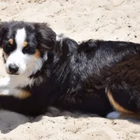 Kora #5, a female Australian Shepherd for sale in Dunnellon, FL – Photo 3 of 9