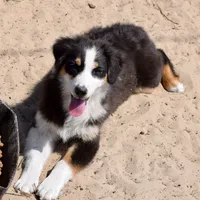 Kora #5, a female Australian Shepherd for sale in Dunnellon, FL – Photo 5 of 9