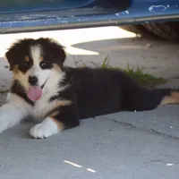 Kora #5, a female Australian Shepherd for sale in Dunnellon, FL – Photo 7 of 9