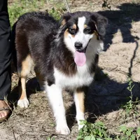 Kora #5, a female Australian Shepherd for sale in Dunnellon, FL – Photo 1 of 9
