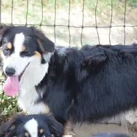 Kora #5, a female Australian Shepherd for sale in Dunnellon, FL – Photo 2 of 9