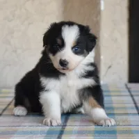 Kora #5, a female Australian Shepherd for sale in Dunnellon, FL – Photo 9 of 9