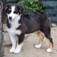 Kora #5, a female Australian Shepherd for sale in Dunnellon, FL – Photo 4 of 9