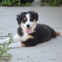 Kora #5, a female Australian Shepherd for sale in Dunnellon, FL – Photo 6 of 9