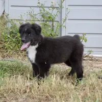 Bugs #2, a male Miniature Australian Shepherd for sale in Dunnellon, FL – Photo 1 of 2