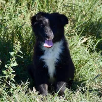 Bugs #2, a male Miniature Australian Shepherd for sale in Dunnellon, FL – Photo 2 of 2