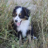 Bugsbee #1, a male Miniature Australian Shepherd for sale in Dunnellon, FL – Photo 2 of 2
