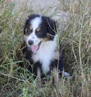 Bugsbee #1, a male Miniature Australian Shepherd for sale in Dunnellon, FL – Photo 2 of 2