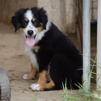 Bugsbee #1, a male Miniature Australian Shepherd for sale in Dunnellon, FL – Photo 1 of 2