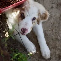 Mojo #5, a female Australian Shepherd for sale in Dunnellon, FL – Photo 2 of 8