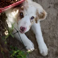 Mojo #5, a female Australian Shepherd for sale in Dunnellon, FL – Photo 2 of 8