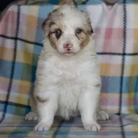 Mojo #5, a female Australian Shepherd for sale in Dunnellon, FL – Photo 8 of 8
