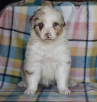 Mojo #5, a female Australian Shepherd for sale in Dunnellon, FL – Photo 8 of 8