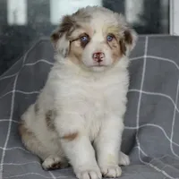 Mojo #5, a female Australian Shepherd for sale in Dunnellon, FL – Photo 7 of 8