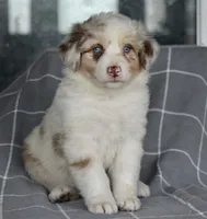 Mojo #5, a female Australian Shepherd for sale in Dunnellon, FL – Photo 7 of 8