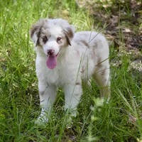 Mojo #5, a female Australian Shepherd for sale in Dunnellon, FL – Photo 4 of 8