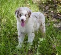 Mojo #5, a female Australian Shepherd for sale in Dunnellon, FL – Photo 4 of 8