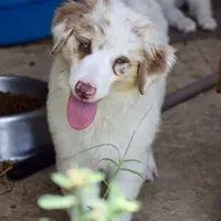 Mojo #5, a female Australian Shepherd for sale in Dunnellon, FL – Photo 3 of 8