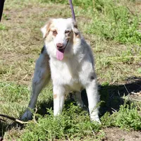 Mojo #5, a female Australian Shepherd for sale in Dunnellon, FL – Photo 1 of 8
